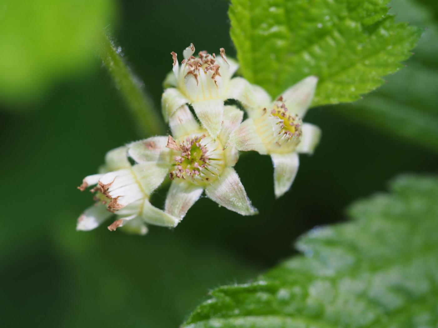 Bramble, Rock flower